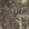 Hoffmann brown & gold moiré cotton fabric